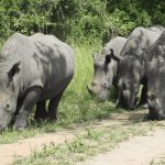 Packing Checklist For Uganda Safari Tours