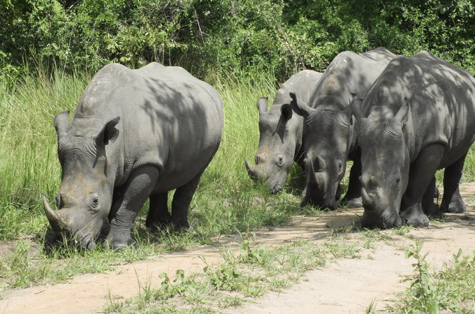 Ziwa Rhino Sanctuary and Wildlife Ranch, Uganda