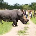 Best National Parks In Uganda For Safari
