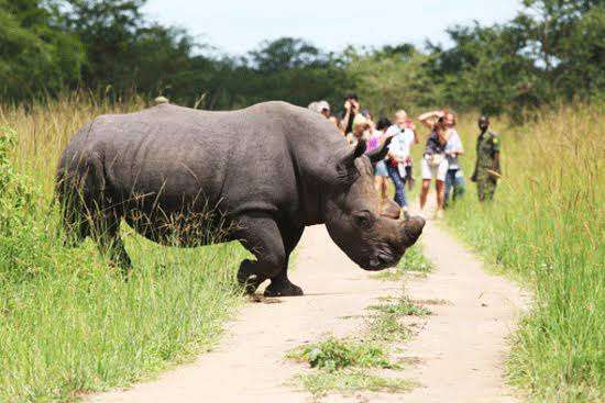 Ziwa Rhino Sanctuary Uganda - FK Car Rental Uganda